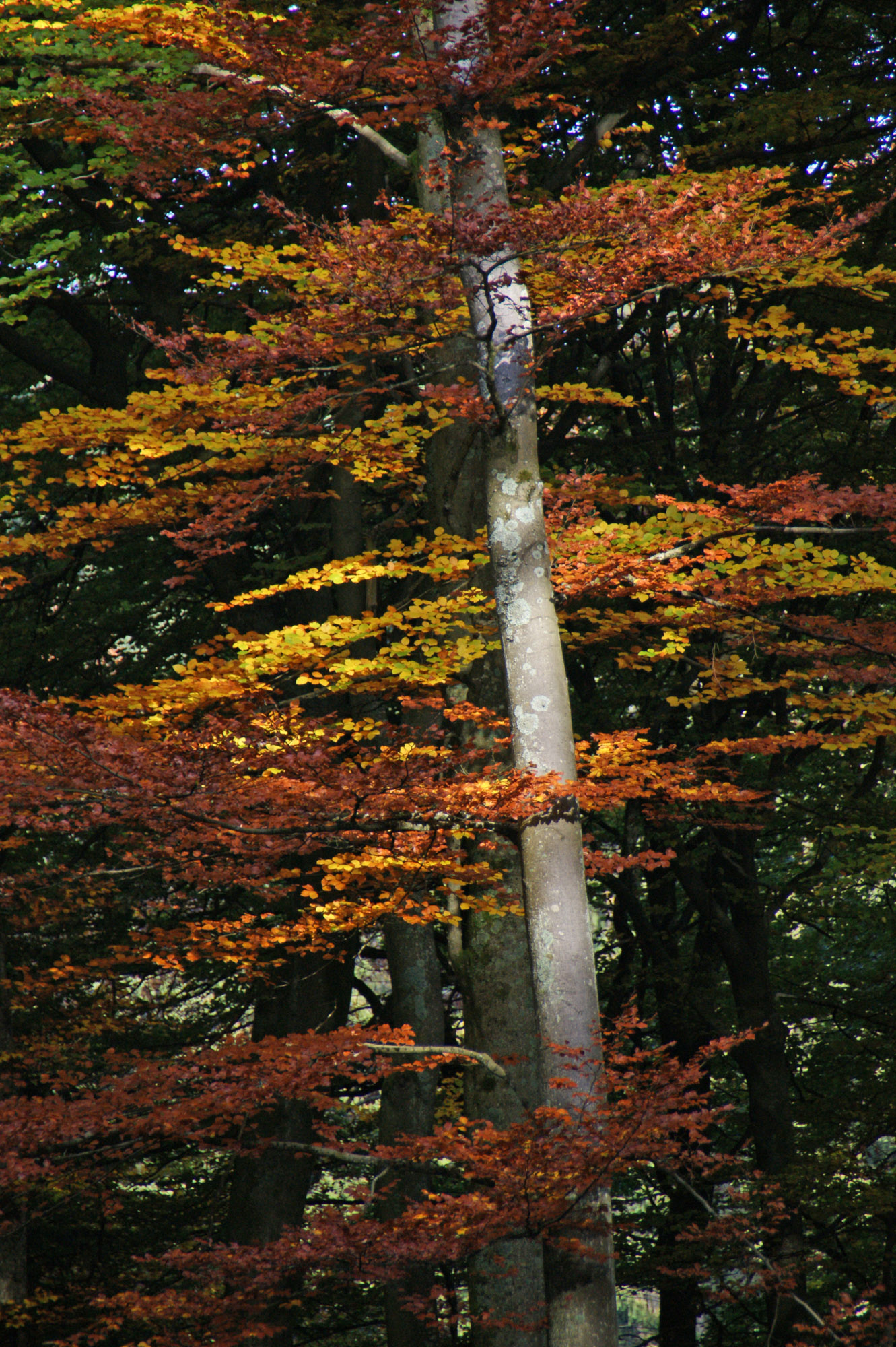 natuur, bomen in herfstkleur, Studio MT