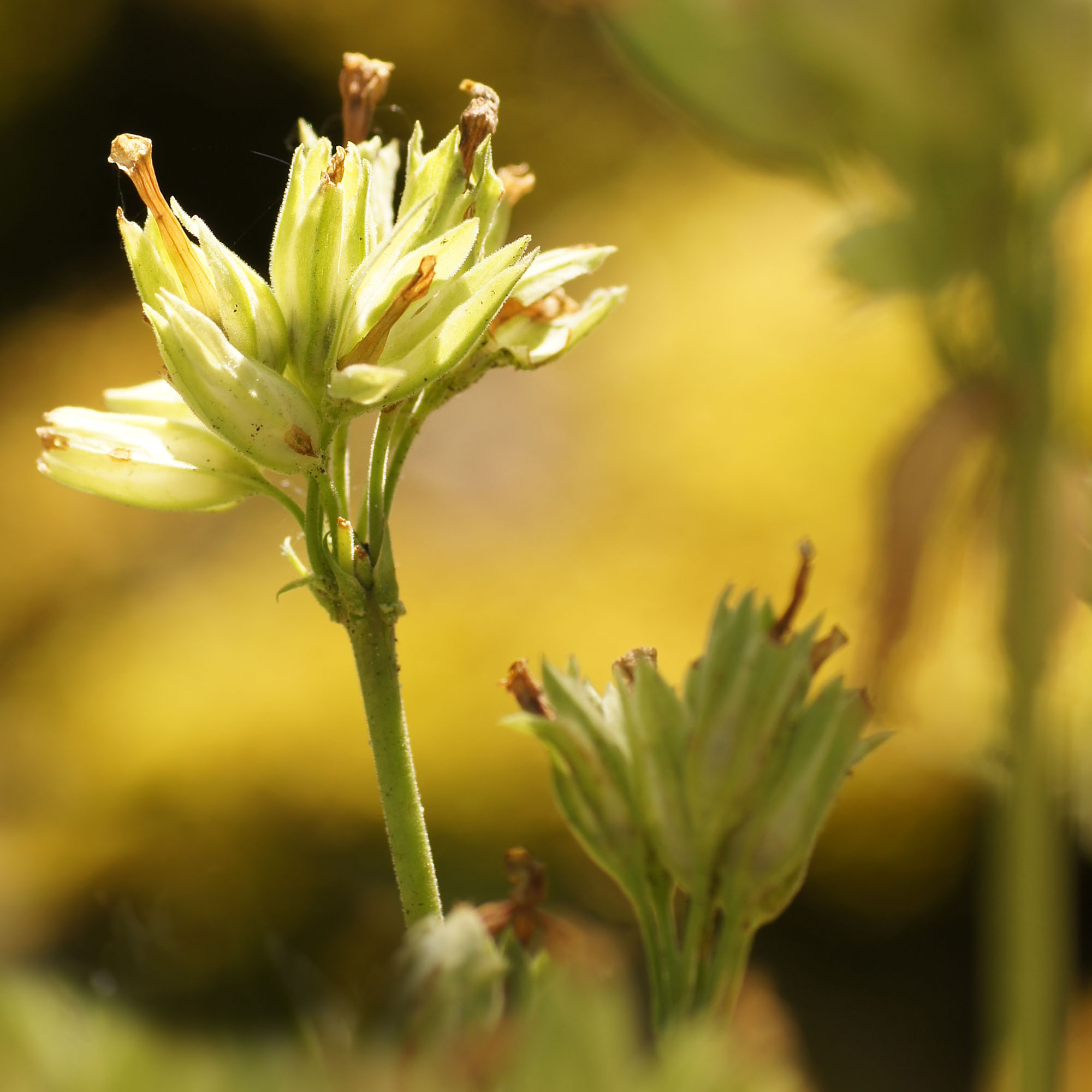 macro, bloem