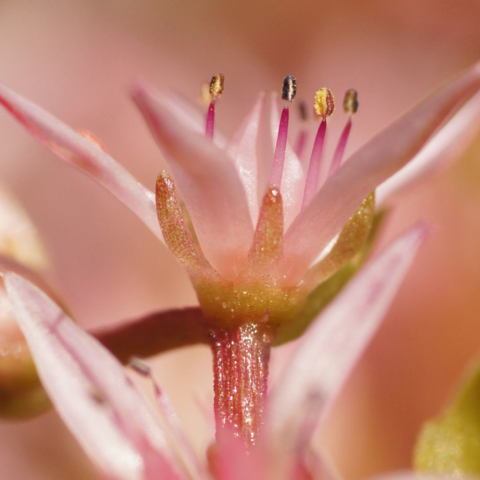 natuur, macro, Studio MT