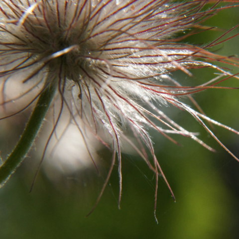 natuur, macro, Studio MT