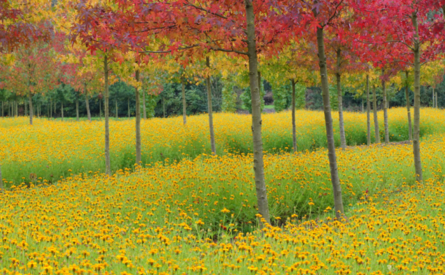 Natuur - kleurexplosie, Studio MT