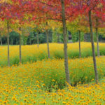 natuur, herfstkleur