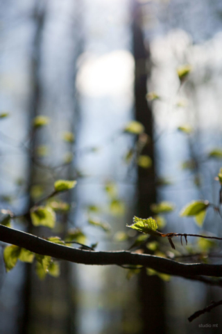 natuur, bladeren