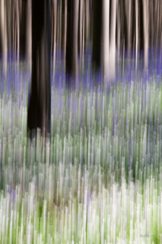 natuur, bomen abstract, Studio MT