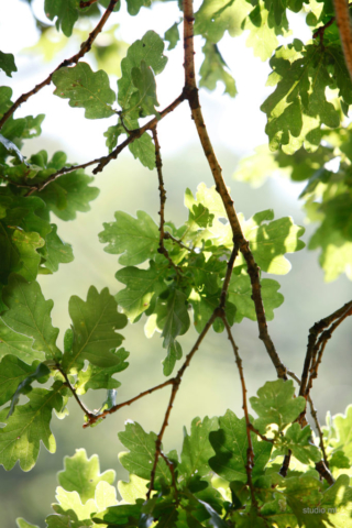 natuur, jong eikeblad, Studio MT