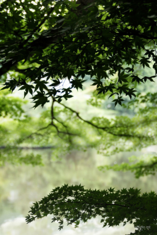 natuur, Japanse esdoorn, Studio MT