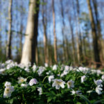 natuur, lente